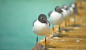 Birds